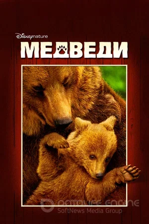 Медведи